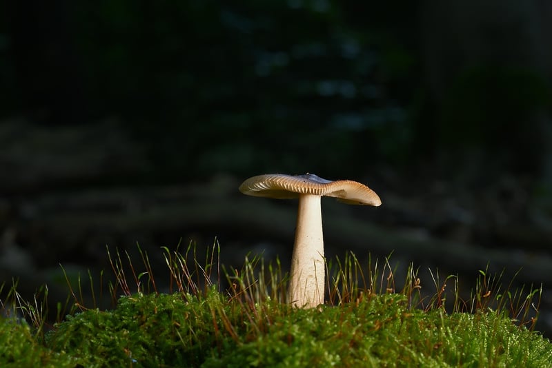 Mindful Walking