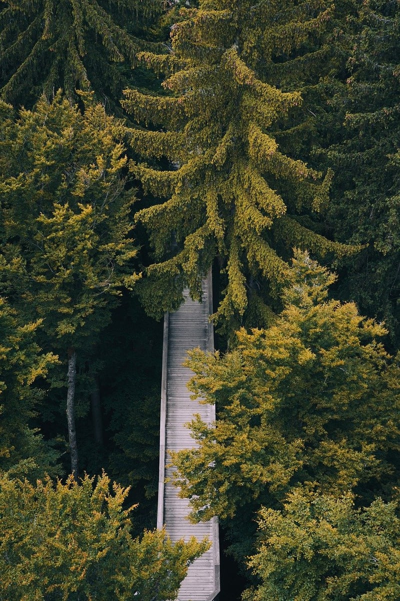 Forest Walking Path